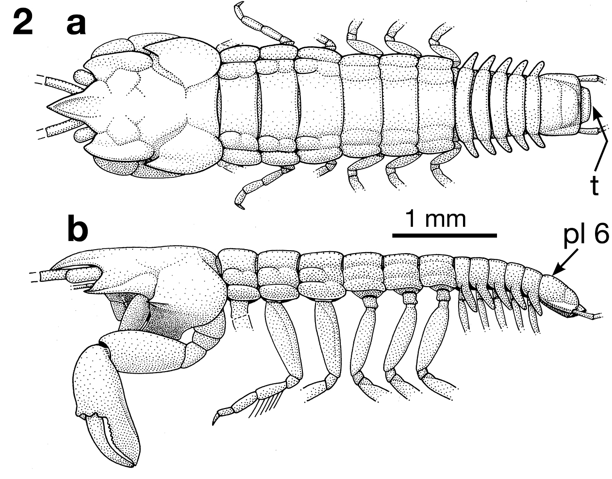 Представитель Семейства Anthracocarididae